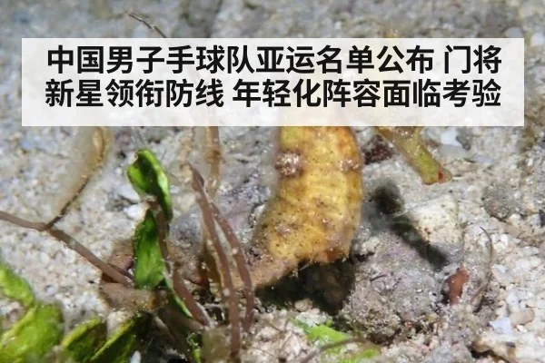 中国男子手球队亚运名单公布 门将新星领衔防线 年轻化阵容面临考验
